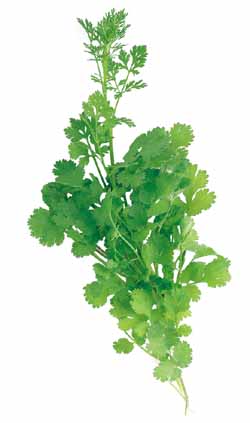 Longstanding Cilantro Coriandrum sativum